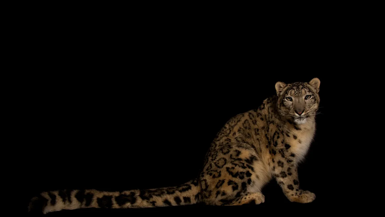 Un leopard de zăpadă a murit la grădina zoologică din Illinois după ce a contractat Covid-19