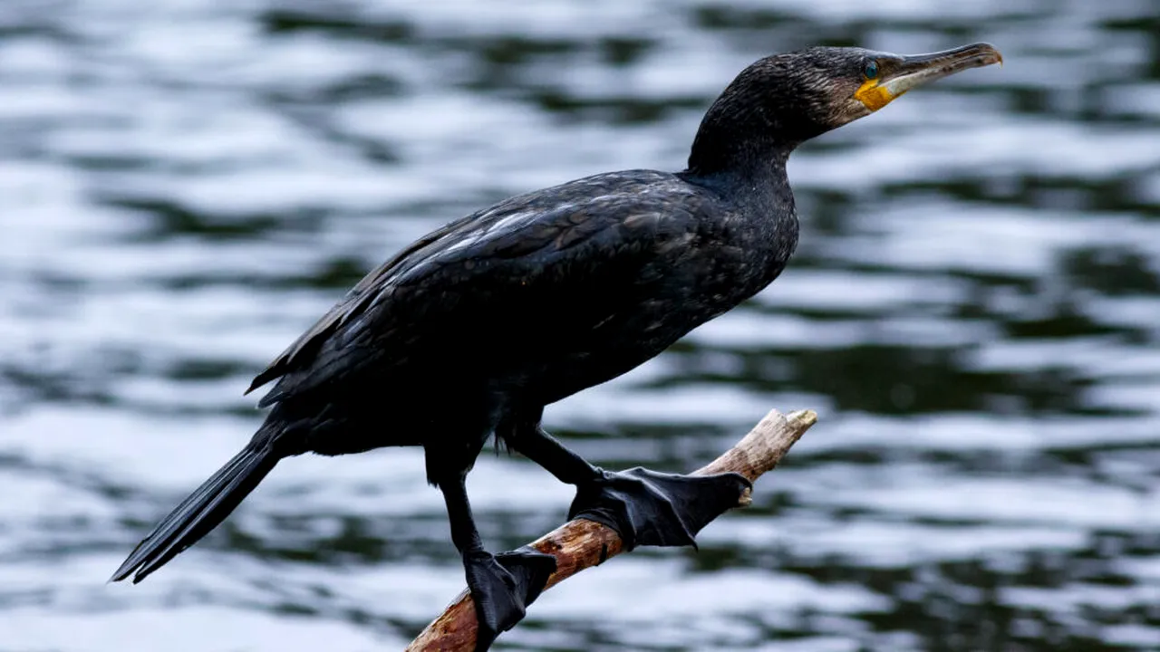 Imagini care au stârnit indignare: un bărbat din Sulina, anchetat după ce a chinuit un cormoran