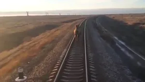 Tren întârziat în sudul Rusiei, din cauza unei cămile care a alergat pe şine. VIDEO