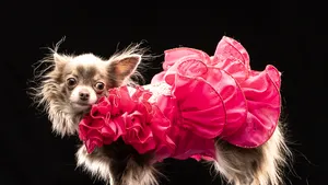 Amenzile pentru cazurile de cruzime faţă de animale, triple începând de azi 