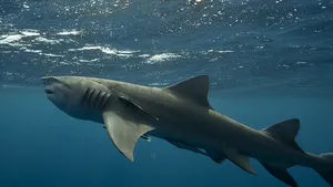 Rechinii din apele de coastă ale Braziliei conţin urme de cocaină în organism