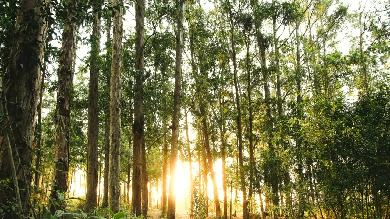 Bacău. Romsilva wins lawsuit for over 43,000 hectares of forest