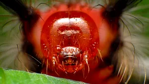 Fotografii cu extratereştri? Imagini exotice din lumea insectelor