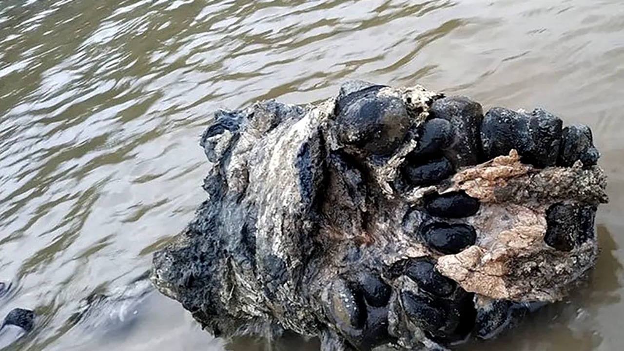 Descoperire spectaculoasă din era glaciară. Scheletul aproape integral al unui mamut, scos din apă de Konstantin, un pescar rus 