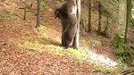Un adevărat urs Baloo face un spectacol de zile mari într-o pădure a Ocolului Silvic Teregova