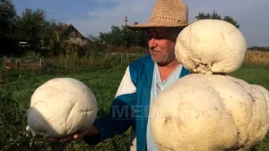 Ciuperci GIGANT de trei kilograme, în grădina unui sătean din judeţul Cluj - FOTO