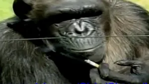 Charlie, un cimpanzeu fumător din Africa de Sud, a murit la venerabila vârstă 52 de ani - VIDEO