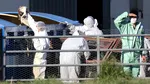 SUA raportează primul focar de gripă aviară H5N9 la păsări de curte