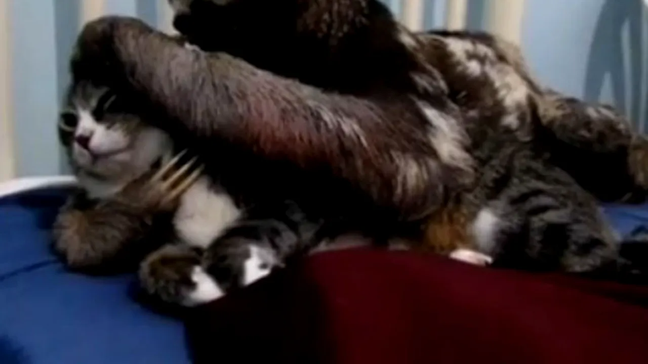 DRAGOSTE neîmpărtăşită în lumea animalelor: Pisica luată cu asalt de îmbrăţişările şi sărutările unui leneş - VIDEO