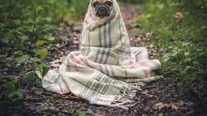 Un mops este primul câine testat pozitiv pentru noul coronavirus în SUA