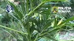 Peste 100 plante de canabis, în greutate de 65 de kilograme, descoperite în Arad