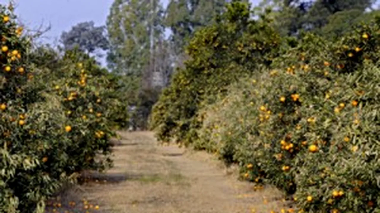 Romanians Used As Slaves On A Spanish Plantation