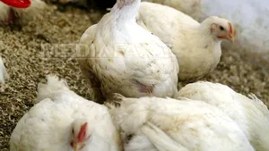 Peste 100.000 de păsări au fost sacrificate în estul Ungariei din cauza gripei aviare