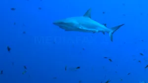 Un al doilea surfer australian s-a luptat pentru a scăpa de atacul unui rechin - VIDEO