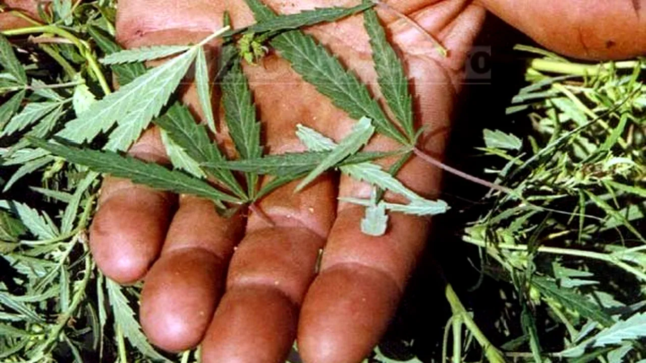Culturi de canabis şi 1,8 kilograme de muguri ai acestei plante, găsite după percheziţii în Ialomiţa