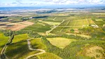 Viticultorii protejează vinurile românești premium prin soluții inovatoare de combatere a bolilor