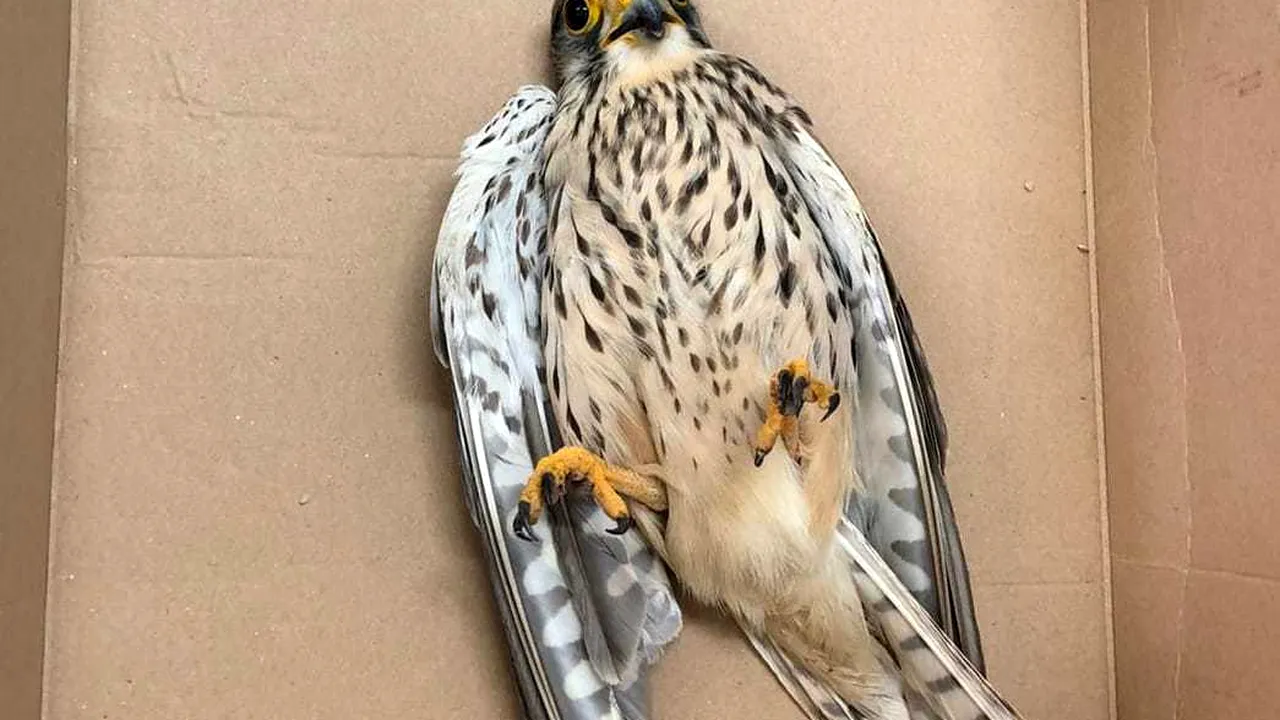 FOTO Un pui de pasăre dintr-o specie rară, salvat din curtea unui centru comercial în Covasna