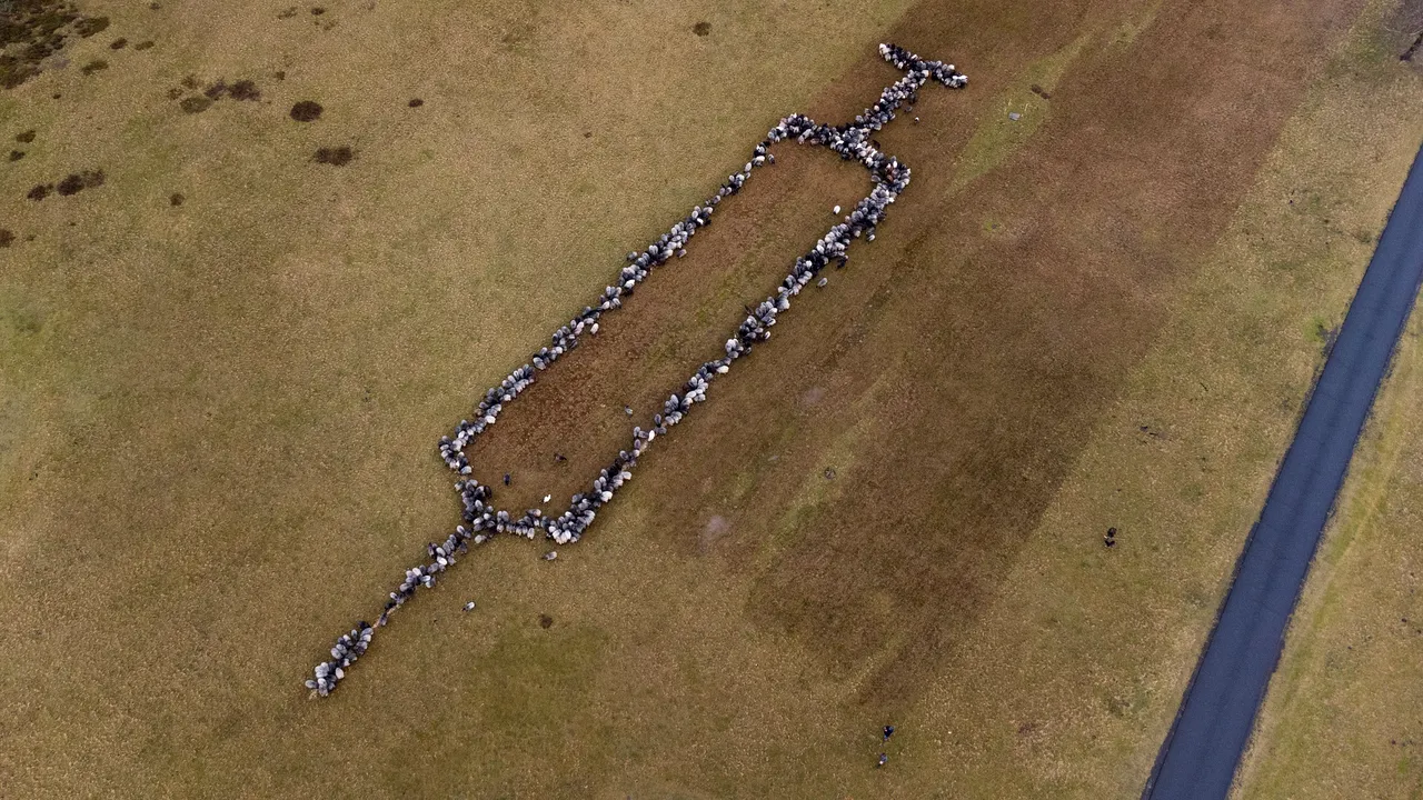 FOTO Şi oile s-au alăturat campaniei de vaccinare. Un cioban a format o seringă cu ajutorul turmei sale 