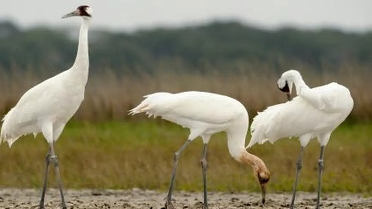 SUA și Canada încearcă să salveze cocorul de care depinde supraviețuirea unei specii întregi