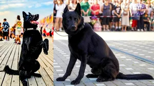 Șuier, cunoscutul cățel al Poliției Române a murit. În 6 ianuarie, Șuier ar fi împlinit 10 ani