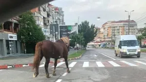 Un cal s-a plimbat prin centrul oraşului Botoşani zeci de minute