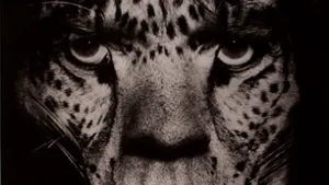 Imagini cu vedete în ipostaze neobişnuite: Cum au fost pozaţi Mick Jagger, Mike Tyson sau Alfred Hitchcock - FOTO