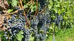 Viticultorii sporesc reziliența culturilor de viță-de-vie cu soluții inovatoare