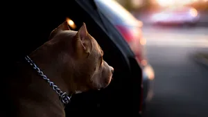 Câinele agresiv care a atacat şi a muşcat o tânără, în Alba Iulia, în timp ce aceasta încerca să-şi apere căţelul, a fost prins. Proprietarul, cercetat de poliţişti