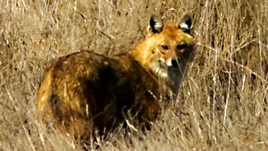 Un animal nemaintâlnit şi-a făcut apariţia în pădurile din Iaşi. Specialist: este prima înregistrare a lui în judeţ