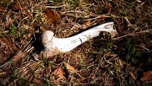 Mormânt colectiv vechi de 3.000 de ani, descoperit în Serbia. Femeile și copiii, principalele victime