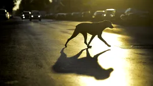 Eutanasierea câinilor sănătoși ar putea fi interzisă în România. Noi propuneri legislative pentru protecția animalelor