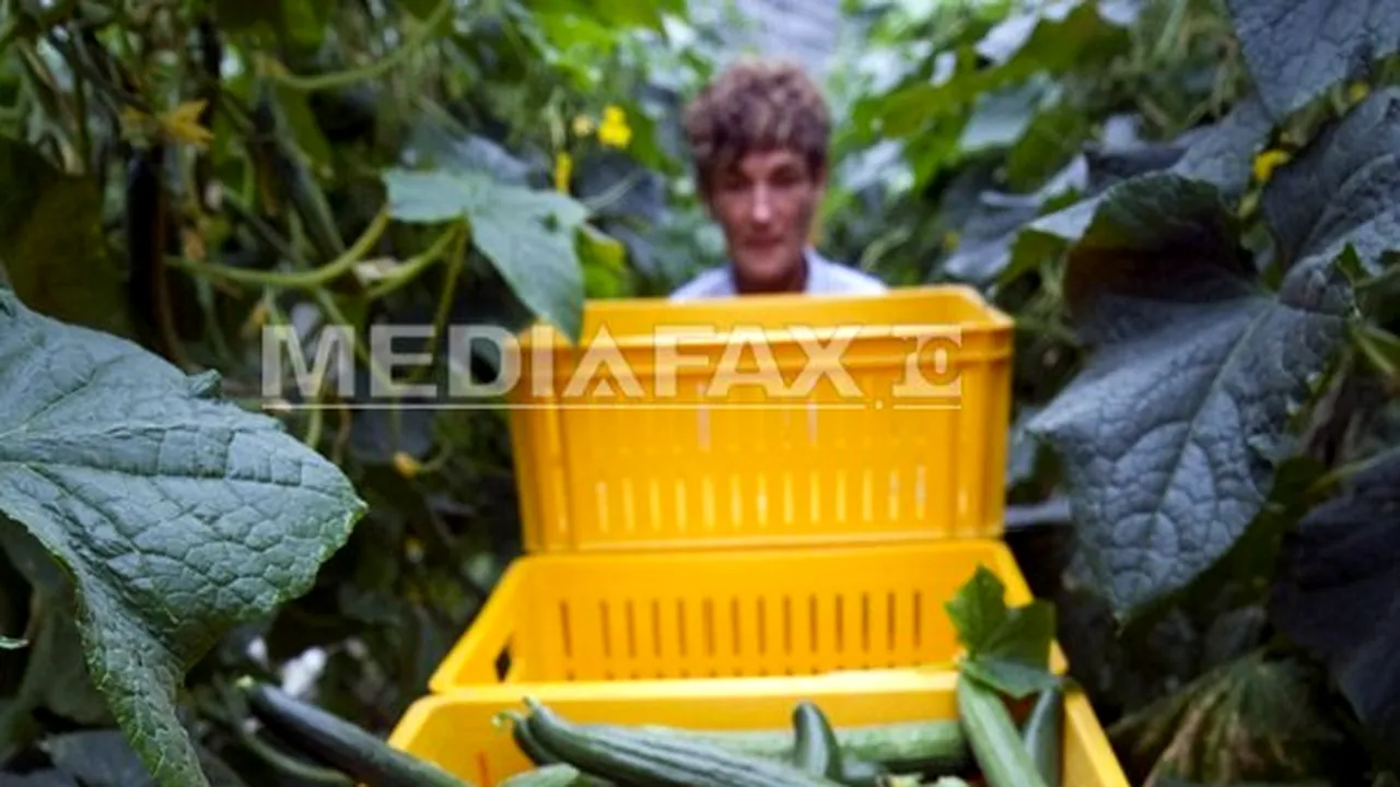 Fermierii germani nu vor ca sezonierii să beneficieze de salariul minim