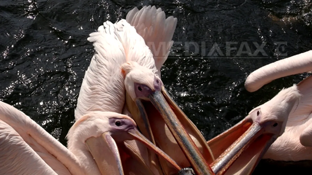 Piscicultorii reclamă pierderi de 18 milioane de euro anual din cauza cormoranilor, pelicanilor şi vidrelor