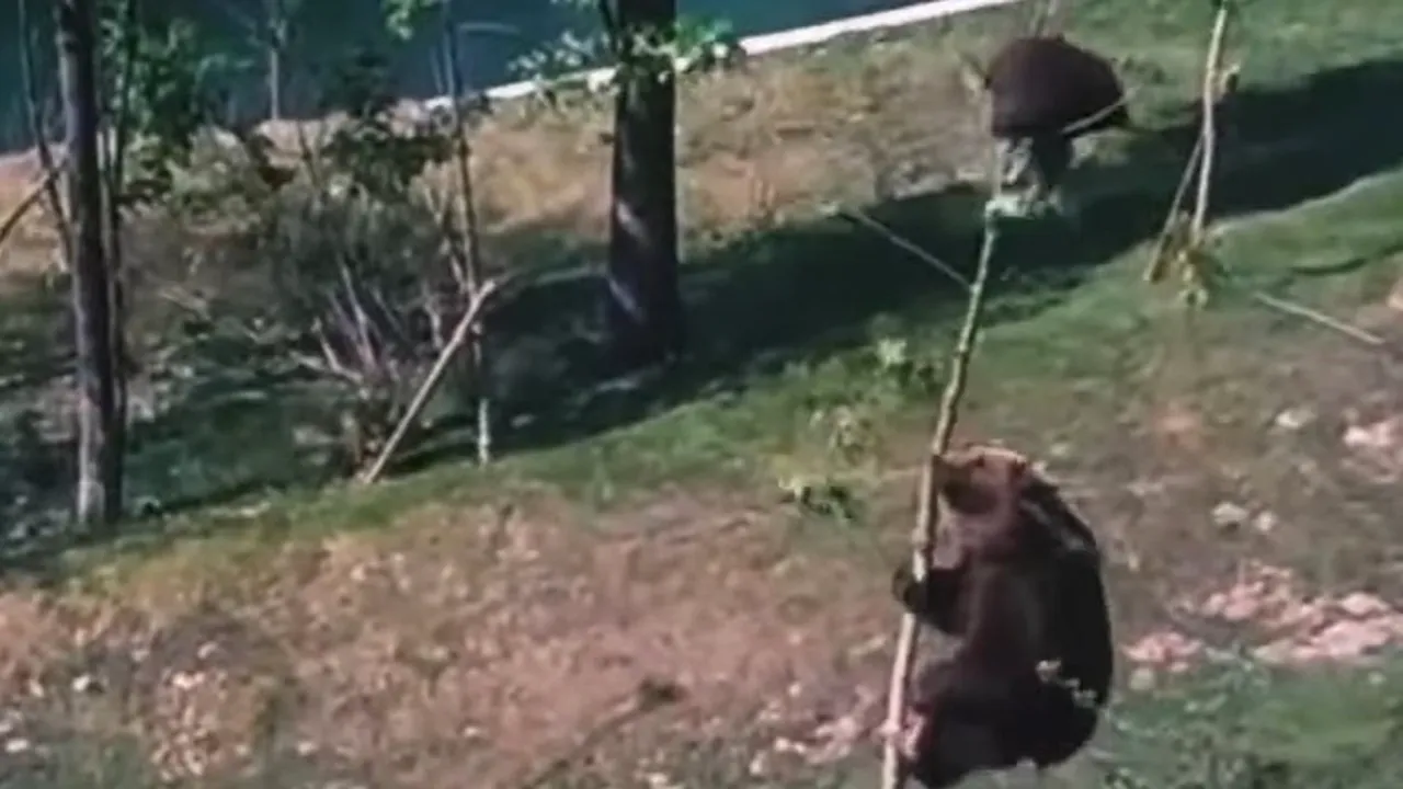 Nu te pune cu mama ta. O ursoaică, în culmea disperării, din cauza unui pui pus pe şotii