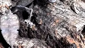 FOTO VIDEO Unică în lume. Specia gecko „satanic”, un dragon în miniatură