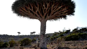 Peisaj EXTRATERESTRU: Cum arată insula Socotra, cel mai fascinant ecosistem din lume - FOTO, VIDEO