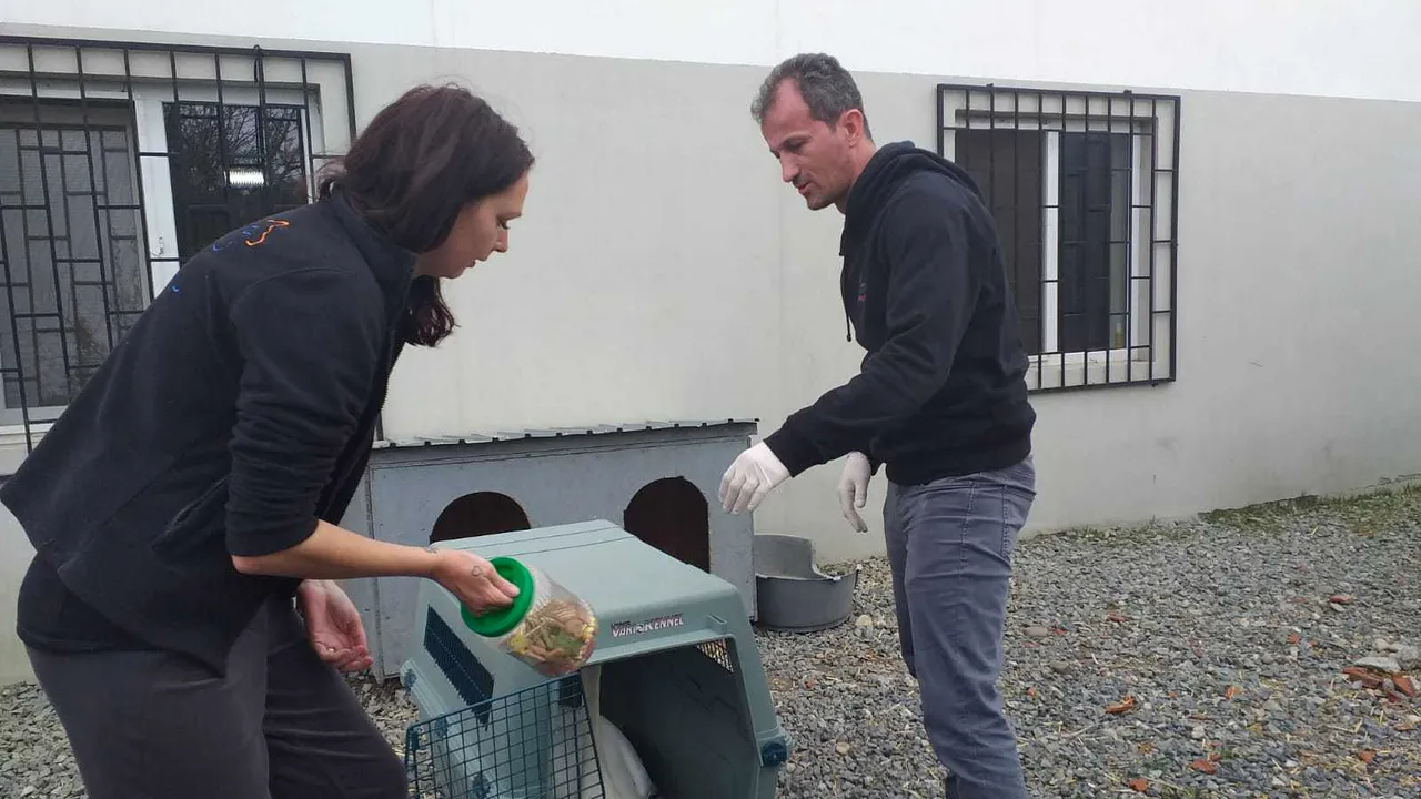 Pacient neobişnuit: O lebădă, care a căzut în curtea unui padoc pentru câinii fără stăpân, operată la Bucureşti | FOTO