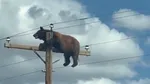 Urs negru blocat pe un stâlp de electricitate în SUA. Animalul a murit electrocutat înainte să poată fi salvat