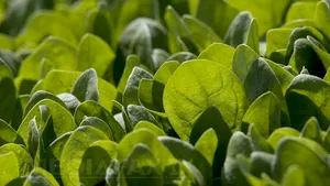 STUDIU: Dietele bogate în legume pot să încetinească declinul cognitiv la vârsta a treia