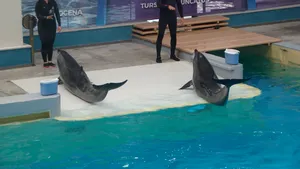 FOTO | Delfinii de la Delfinariul din Constanţa au dat reprezentaţii pe acorduri simfonice