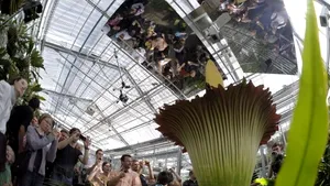 A înflorit planta cu cel mai urât miros din lume - FOTO