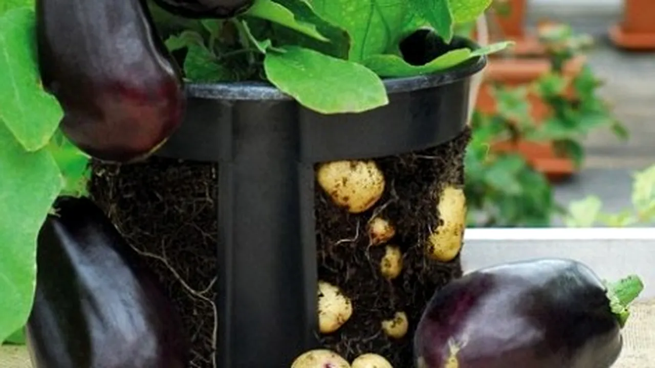  Un agricultor din România a obţinut o plantă care produce, în acelaşi timp, şi cartofi şi vinete 