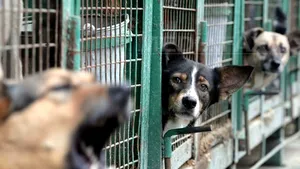 Campanie de sterilizare a câinilor din Bucureşti cu doar trei hingheri