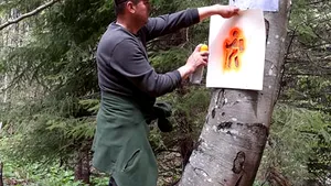 FOTO Munţii Rodnei: Omuleţul portocaliu îi duce pe turişti în Poiana cu narcise