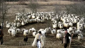 Eveniment inexplicabil la Galaţi: un animal care seamănă cu o hienă a atacat o stână şi a fost omorât de ciobani
