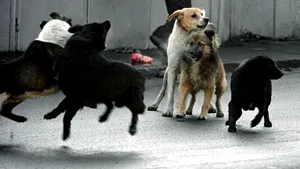 Herald Scotland: O sută de mii de câini fără stăpân ar putea fi măcelăriţi în Bucureşti