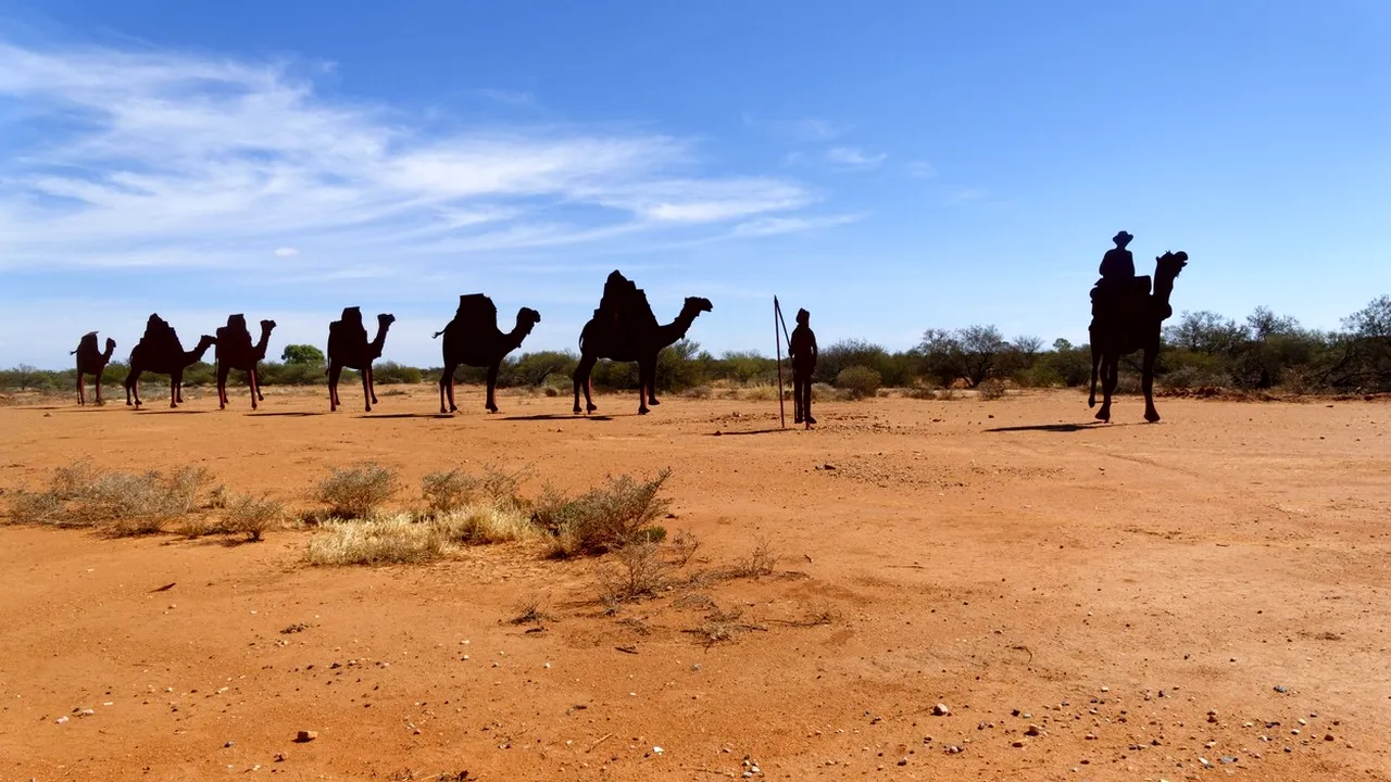 Peste 10.000 de cămile din Australia vor fi ucise. Vor fi împuşcate din elicoptere pentru că beau prea multă apă