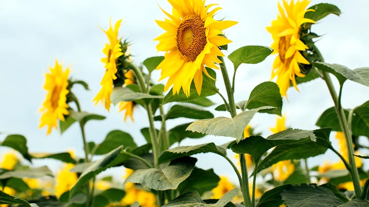 Corteva Agriscience şi Bioceres Crop Solutions accelerează disponibilitatea produselor biologice