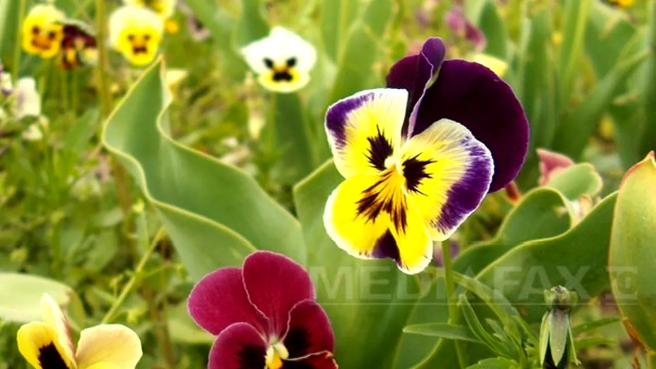 Plantele pot răspunde la o atingere: ''Sunt pe deplin conştiente de orice stimul fiziologic'' - VIDEO