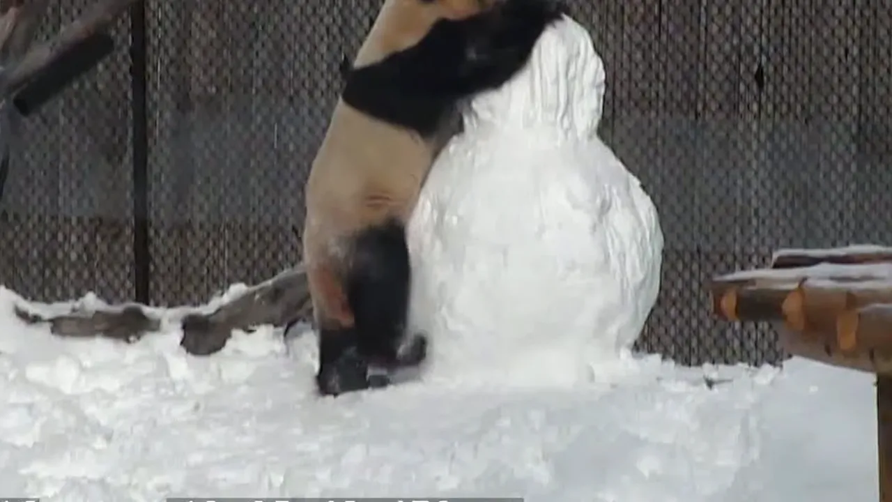 VIDEO Cum reacţionează un urs panda când face cunoştinţă cu un om...de zăpadă